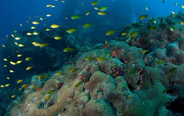 Produo de ingrediente que forma corais caiu 50% no Caribe, diz estudo