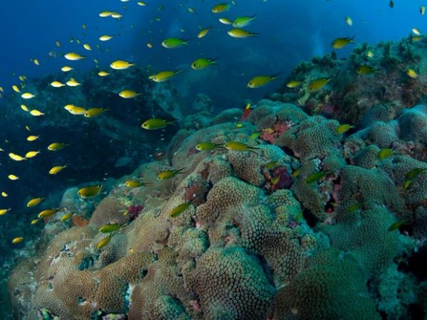 ndice que calcula sade mundial do oceano d nota 66, de 100, ao Brasil