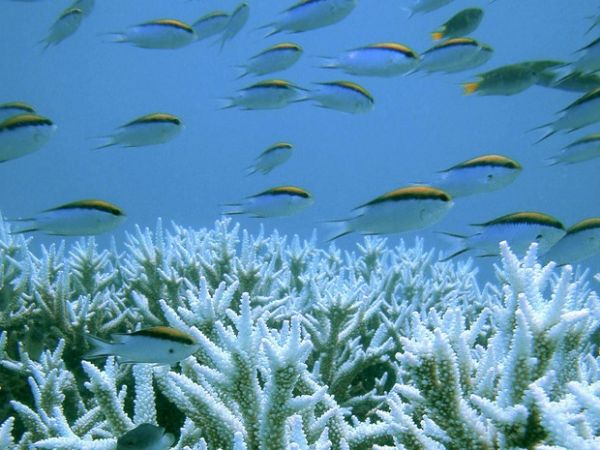 Bactria pode acabar com estrelas-do-mar que matam corais, diz estudo