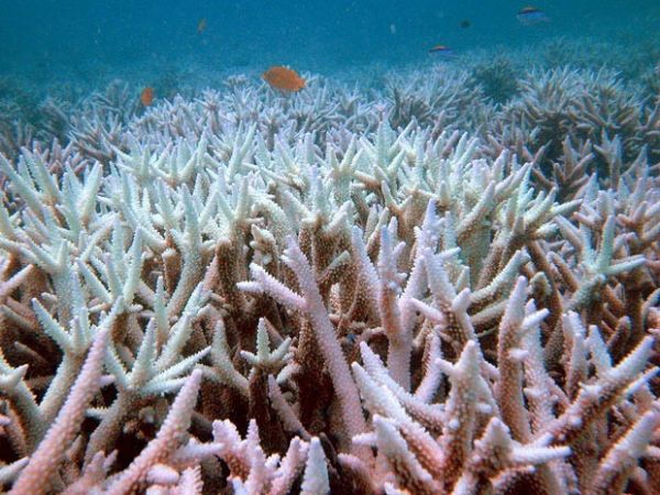 ONG acusa Austrlia de falhar na preservao da Barreira de Corais