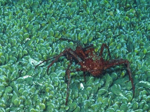 Cientistas encontram comunidade de animais no fundo do mar nos EUA