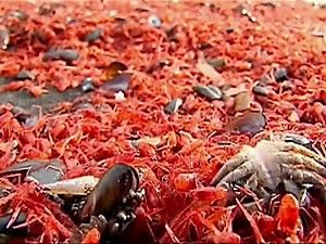 Milhares de crustceos aparecem mortos em praia no Chile