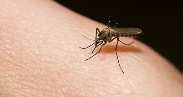 Casos registrados de dengue aumentam em 62% e sete mortes so investigadas