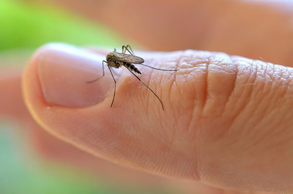 Notificao de dengue em MT no para de crescer; j so mais de 37 mil