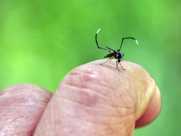 Mato Grosso registra quase 6,5 mil casos de dengue em quatro meses