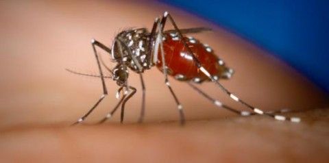 Secretaria de Estado de Sade revela crescimento de mais de 410% nos casos de dengue em Mato Grosso