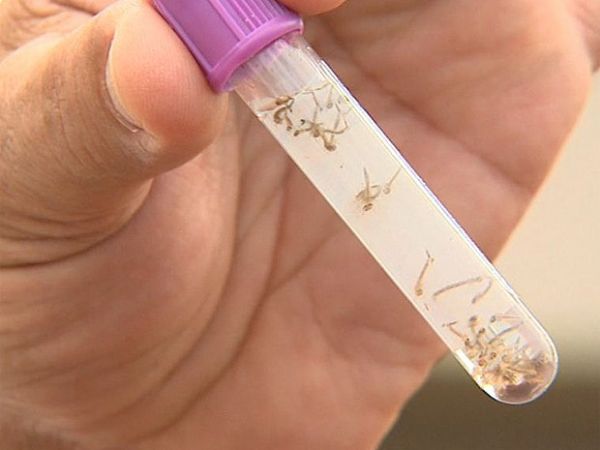 Mais de 50 testes no mundo buscam vacina contra a dengue, diz Butantan
