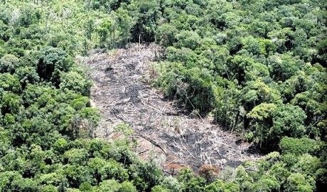 Mato Grosso s perde para o Par em nvel de desmatamento registrado em agosto