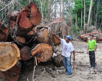 Madeireiros ilegais desafiam combate ao desmatamento na Amaznia