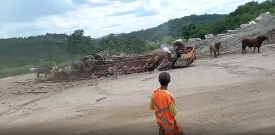 Caminho que transportava bois tomba em rodovia de MT e animais ficam soltos; veja vdeo