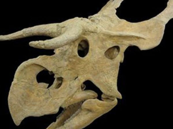 Nova espcie de dinossauro 'narigudo'  descoberta nos EUA