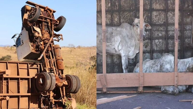 Motorista tomba carreta carregada de animais na rodovia MT-240; veja vdeo