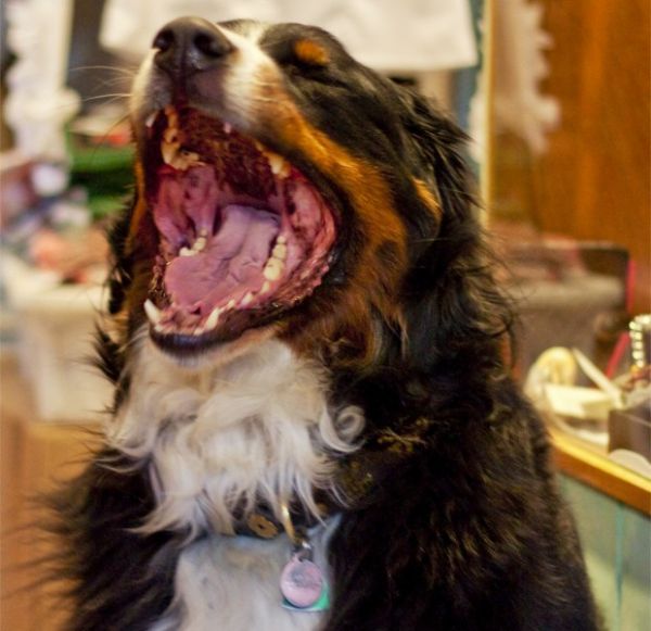 Cachorro bocejando; pesquisa aponta que efeito de 'contgio' ocorre  medida que ces ficam mais velhos