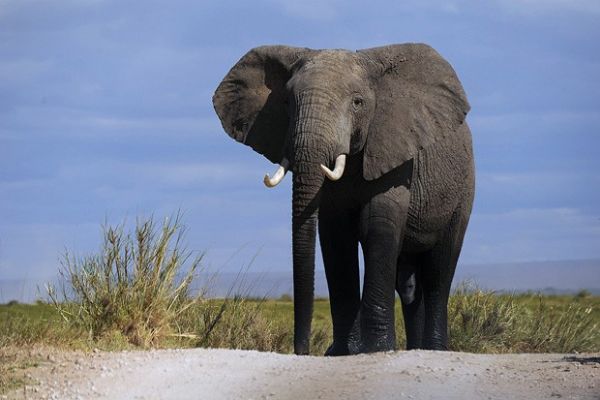Qunia e Tanznia faro censo de elefantes e mamferos de grande porte
