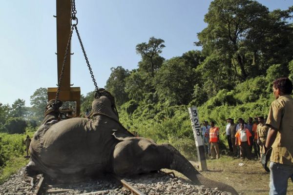 Elefante  atropelado e morto por trem em alta velocidade na ndia