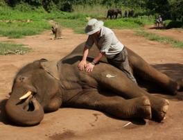 Osteopata de elefantes ajuda bebs rfos a superar traumas