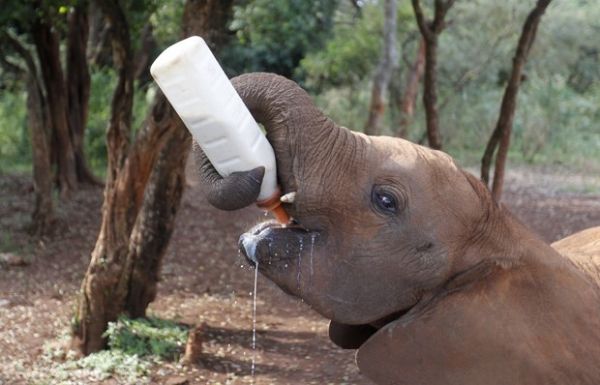 Filhote de elefante 'dispensa ajuda' e toma mamadeira usando a tromba no Parque Nacional de Nairbi, no Qunia