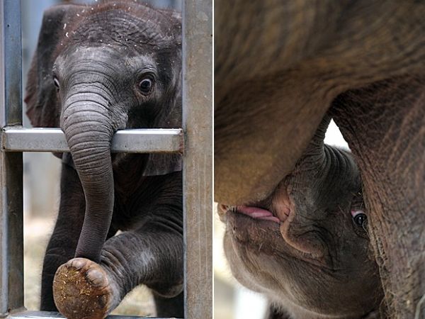 Inseminao artificial gera o primeiro beb elefante em zoolgico francs