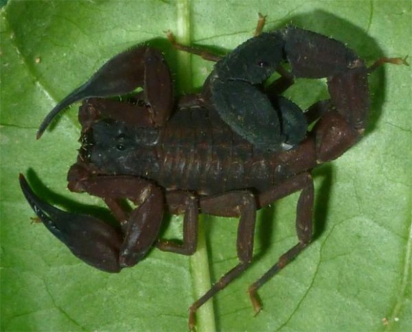 Cientistas descobrem nova espcie de escorpio nos Andes