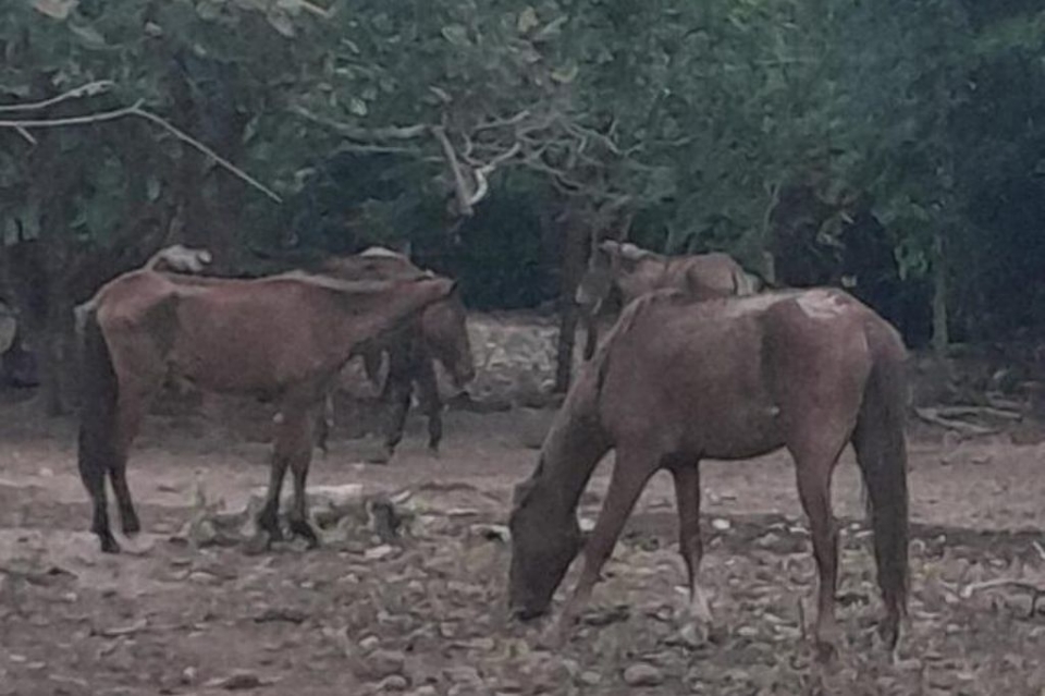 Homem  indiciado pelo crime de maus-tratos aps deixar 28 equinos em rea sem pasto