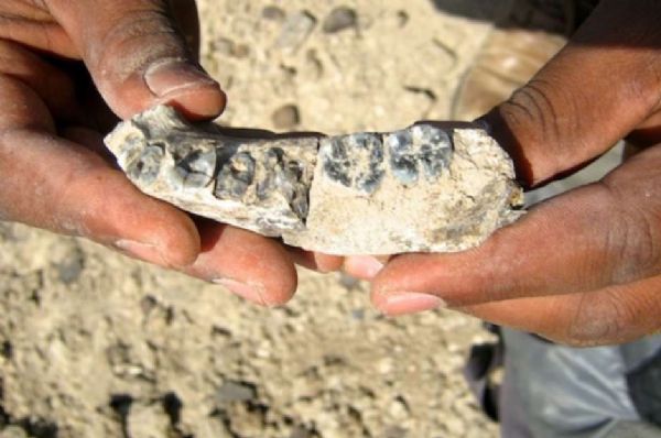 Descoberto fssil humano mais antigo com 2,8 milhes de anos