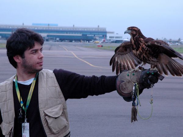 Infraero usa falco para evitar choques de aves com avies no RS