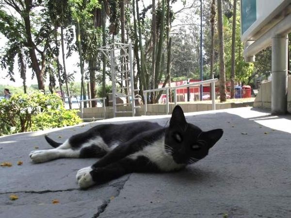 Os felinos vivem no parque Lagoa do Taquaral, no bairro Taquaral, em Campinas (SP)
