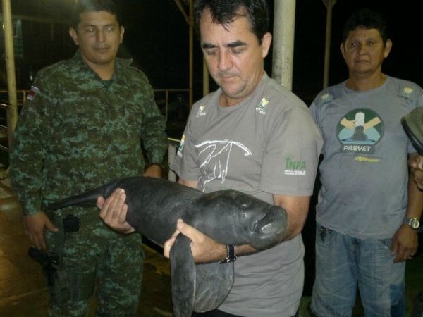 Filhote de peixe-boi  resgatado no Amazonas