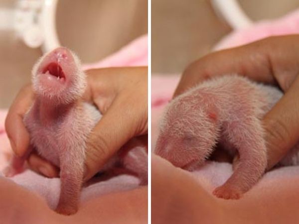 Filhote de panda nascido em Taiwan; beb  fmea e pesa 137 gramas