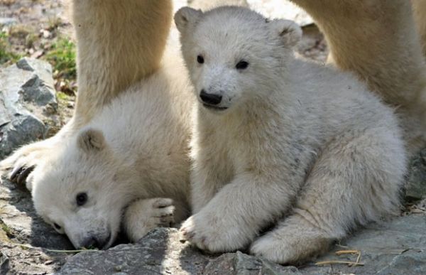 Filhotes de urso polar so apresentados em zoo tcheco