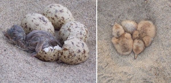  esquerda, filhote de corta-gua recm-nascido;  direita, ninho de gaivota  (Foto: Divulgao/Camila Martins)
