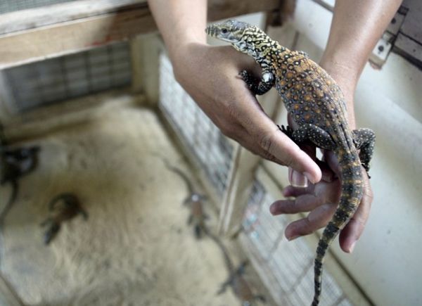 Filhotes de drago-de-Komodo nascem aps incubao artificial