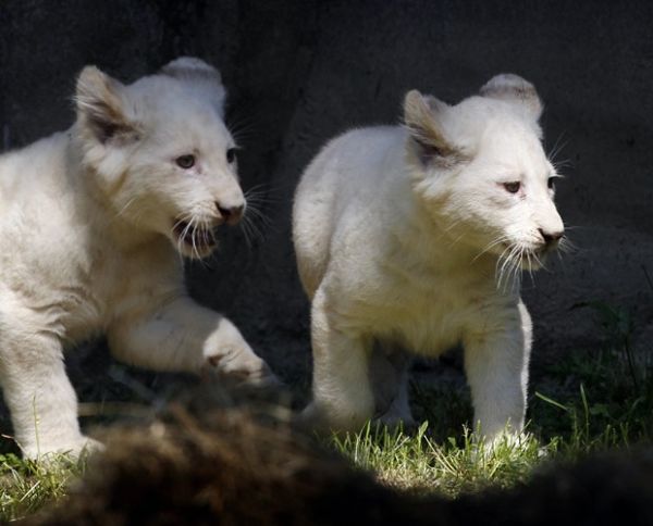 Filhotes de leo branco so vistos em zoolgico holands