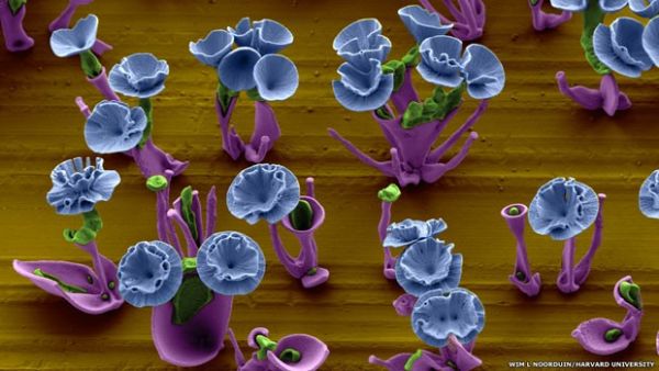 Cientista usa elementos qumicos para criar formas de flores
