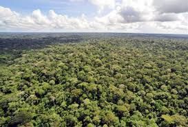 Setor de base florestal quer que Poder Executivo crie secretaria para atender suas demandas