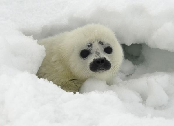 EUA incluem focas do rtico em lista de animais em risco de extino