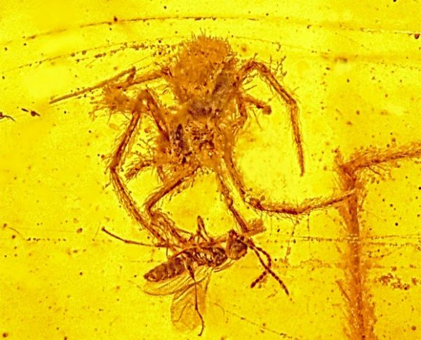 Fssil de aproximadamente 100 milhes de anos  o primeiro a registrar ataque de aranha, dizem cientistas