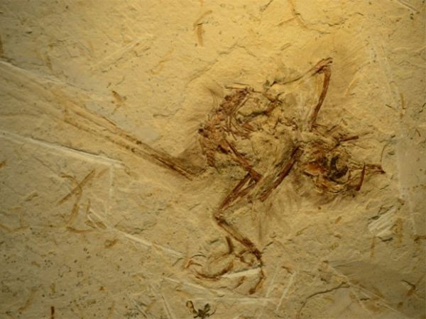 Fssil de pssaro de 115 milhes milhes de anos foi encontrada na regio que hoje equivale ao Nordeste brasileiro