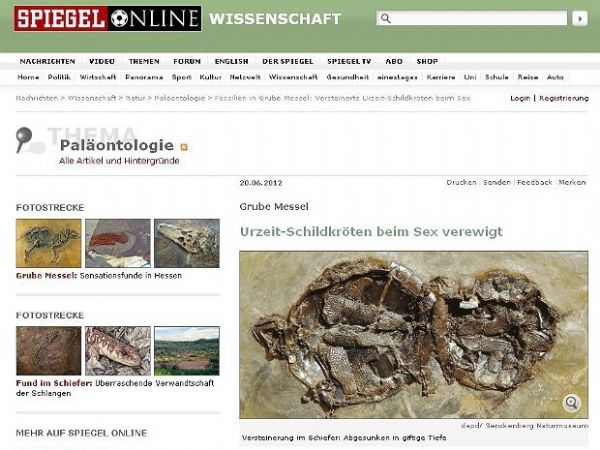 Fsseis de tartarugas copulando so encontrados no interior da Alemanha