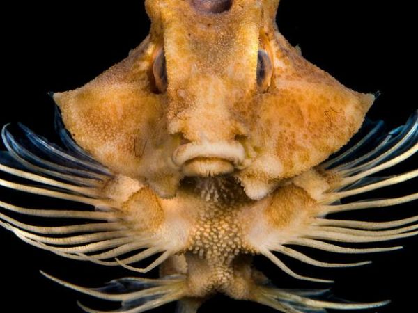 Fotgrafo registra vida misteriosa do fundo dos oceanos