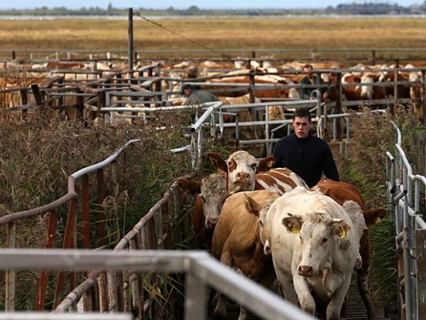 Gases-estufa provenientes do gado podem cair 30% no mundo, diz FAO