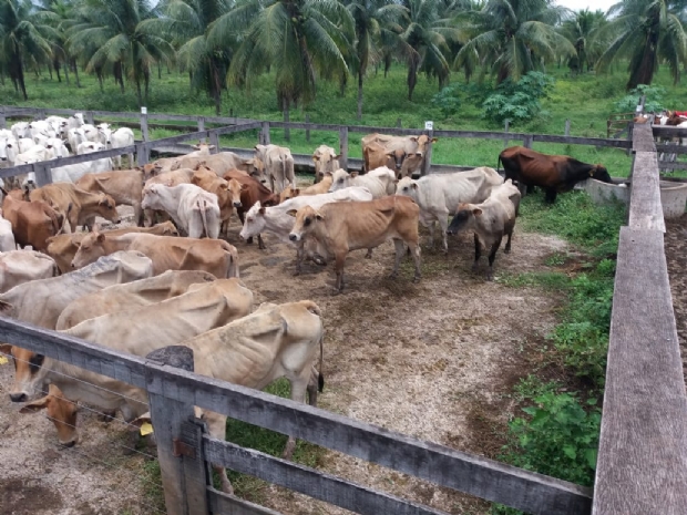 Polcia Civil e Indea recuperam 30 cabeas de gado roubadas de fazenda