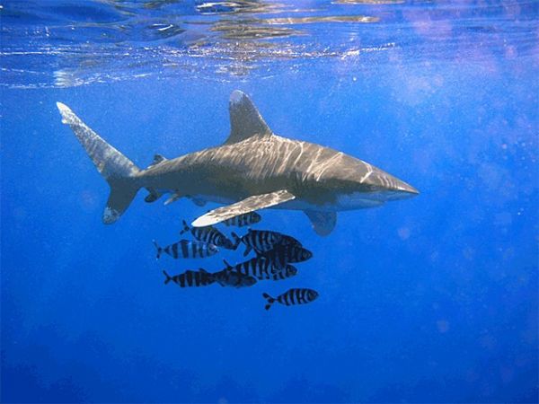 Governo brasileiro probe pesca de espcie de tubaro ameaada