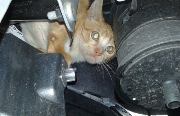 Gato estava escondido prximo ao radiador do carro (