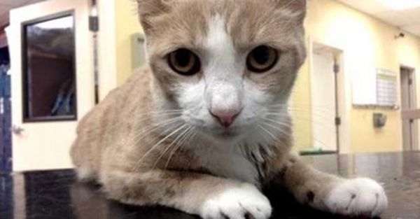 Gato foi salvo aps receber transfuso de sangue de co na Flrida