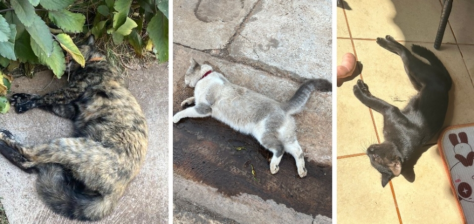 Polcia investiga morte de gatos supostamente envenenados perto de condomnio em VG