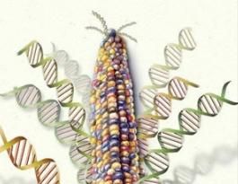 Cientistas publicam maior anlise j feita do genoma do milho