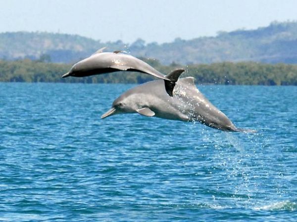 Nova espcie de golfinho-corcunda  descoberta na Austrlia