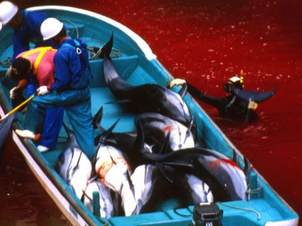 Taiji, cidade conhecida pela morte de golfinhos, quer abrir parque marinho