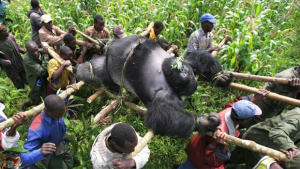 Misso tenta salvar gorilas ameaados em meio a conflito no Congo